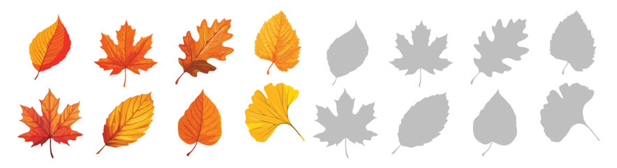 Autumn leaves set. Ash, Beech, Birch, Ginkgo, Maple, Oak, Poplar, Sycamore foliage collection. Botanical elements for natural floral design. Flat vector illustration isolated on white.