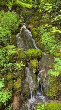 Small streams forming a natural waterfall near Cascata Varone gorge in Italy. Water gently flows over moss-covered rocks, surrounded by lush green plants, creating a peaceful forest scene