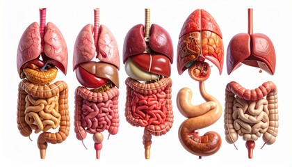 Medical Illustration of Brain Structure
