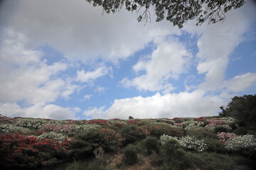 ツツジの咲く丘