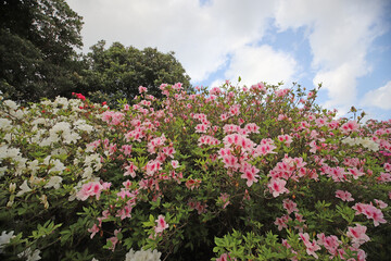 ツツジの咲く丘