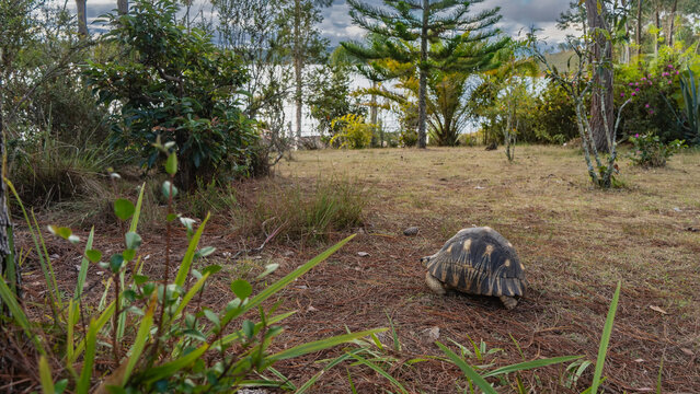 A beautiful turtle Astrochelys radiata, endemic to Madagascar, walks in the park. The ground is strewn with fallen coniferous needles, cones. Green vegetation. The lake is far away. Mantasoa. 