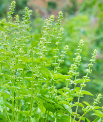 close up of a sweet basil plant