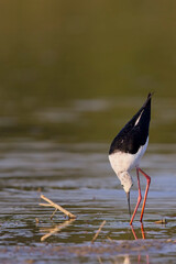Stelzenläufer bei der Nahrungssuche im Flachwasser – eleganter Watvogel mit langen roten Beinen, Symbol für Feuchtgebiete, Artenvielfalt, Naturschutz und ökologische Balance