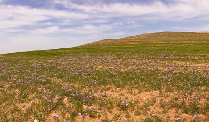 Mountain fields with lilac flowers.