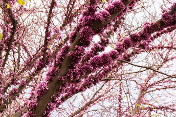 Beautiful lilac flowers on a tree trunk.