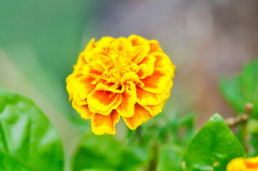 marigold or calendula flower , Tagetes erecta  L or Compositae or African Marigold