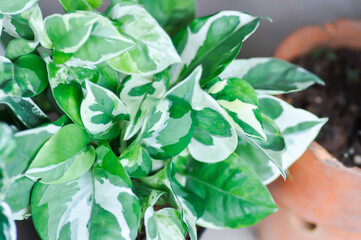 Epipremnum aureum Linden and Andre , Epipremnum or  ARACEAE