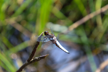 ​A slender dragonfly rests on a thin branch, with gracefully folded wings and a bright white tail. The detailed macro shot highlights its delicate structure and texture against a blurred green backgro