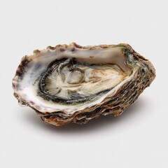 Close-up of a single, open oyster.  Shell is light brown, dark gray, and has rippled texture. Interior shows oyster meat,  pale cream/off-white with dark marks.  Fresh,  isolated on plain background