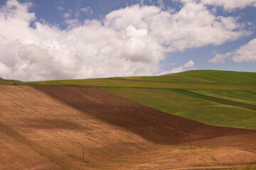 Green fields of young wheat in the mountains.