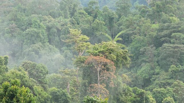 The cry of the Siamang gibbon(Symphalangus syndactylus) wild animal in the tropical rainforest