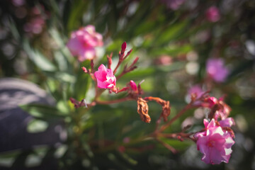 Obraz premium Macro de fleur rose dans le soleil de l'été
