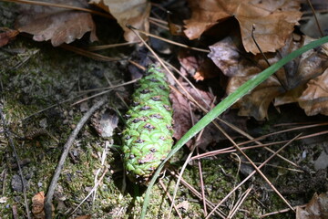 Green Pinecone on Forest Floor