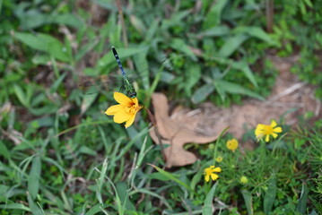 Green Dragonfly on Yellow Flower