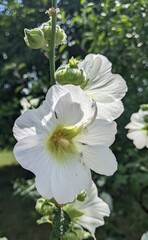 A pair of large white flowers, resembling mallow, stand out against the dark, blurred background of greenery. The sun's rays emphasize the delicate texture of their petals