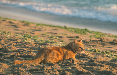A beautiful abandoned cat sits on the beach at sunrise. Cat on the sand at the sea.