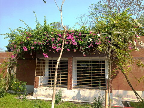 old house with flowers/ House in the flowers// beautiful flowers frem