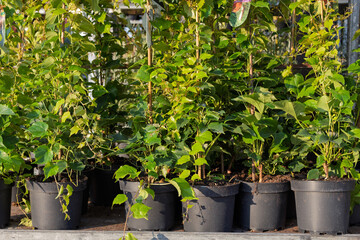 Potted grapevine seedlings displayed for sale
