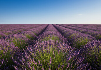 Fototapeta premium Vast lavender field under a clear blue sky, rows extending to the horizon.