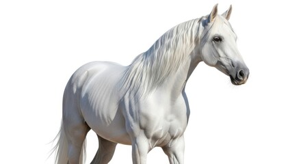 Majestic Pure White Horse Portrait Isolated on White Background