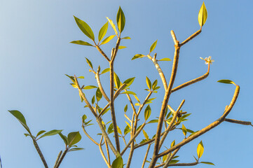 Plumeria tree in bloom, also known as Frangipani tree and Temple with sky background