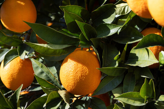 Oranges field in Sicily farm, oranges tree, agrumeto