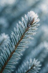 Frost-covered evergreen branch with ice crystals in winter morning light