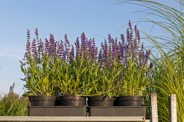 Potted purple salvia plants on shelf