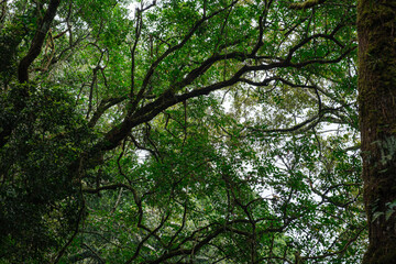 Obraz premium Lush Green Forest Canopy with Branches and Bright Diffused Light