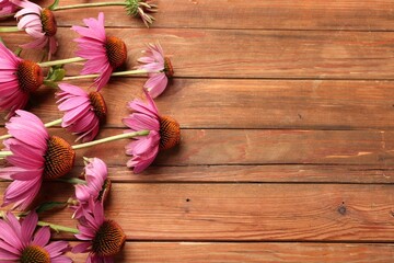 Beautiful Echinacea flowers on wooden table, above view. Space for text