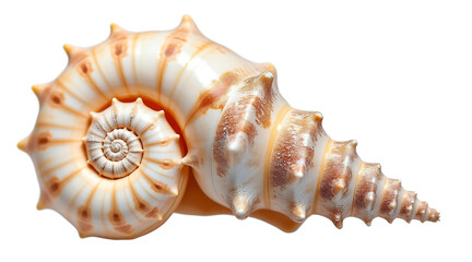 Obraz premium Close up macro shot of elegant seashell with spiral texture and natural brown and white colors, isolated on white background