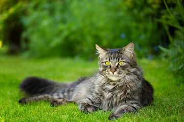 Majestic, purebred cat basking in the sun on green grass, Maine Coon breed, wallpaper or background