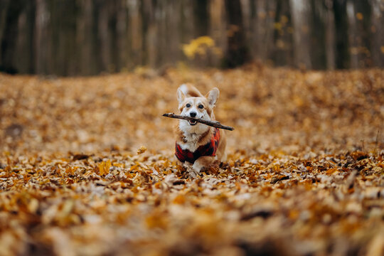 Cute corgi in plaid jacket running through autumn leaves with a stick in mouth