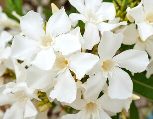 Fototapeta premium Cluster of white flowers (1)