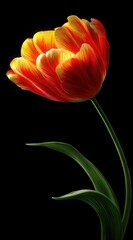 An illuminated red and yellow tulip, its petals glowing against a dark backdrop with lush, green leaves gracefully curving upward with the flower's stem