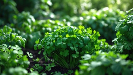 Obraz premium Lush green cilantro plants growing in soil in a garden. Fresh herbs and natural gardening. Culinary and medicinal uses. The concept of herb cultivation and gardening techniques.