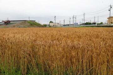 道路沿いの小麦畑