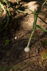 spring onions growing in the ground