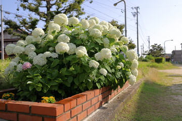 梅雨の花壇に咲く白い紫陽花