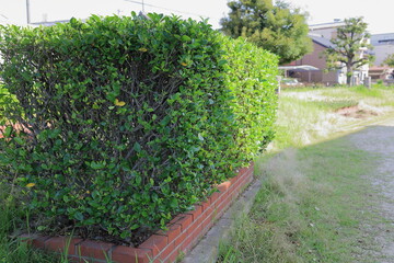 角刈りの生垣