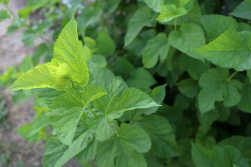 陽に透ける葉先と影になる葉先と