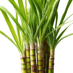 Fototapeta premium fresh green sugar cane isolated, full length 