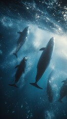 Obraz premium Cinco ballenas jorobadas nadan en formación en aguas profundas, creando una escena hipnótica y majestuosa.