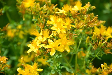 St. John's Wort Flowers in Bloom wallpaper