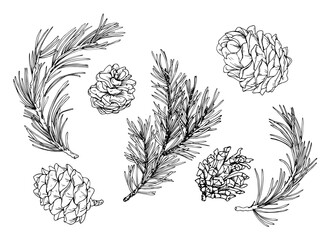 Monochrome hand drawn ink illustration of spruce branches and pinecones, detailed line art Christmas clip art set, perfect for winter festive design, cards, decoration and seasonal projects.