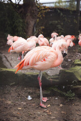 flamingo at Edinburgh Zoo Scotland Wildlife Animal
