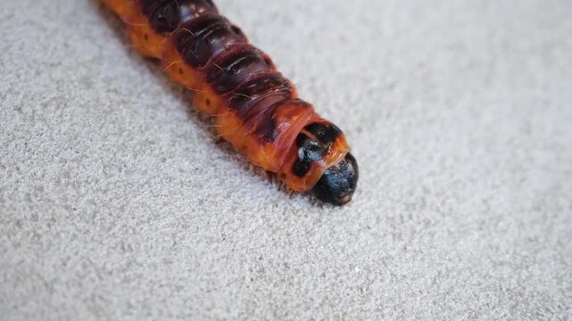 Cossus cossus caterpillar crawling on dry flat surface