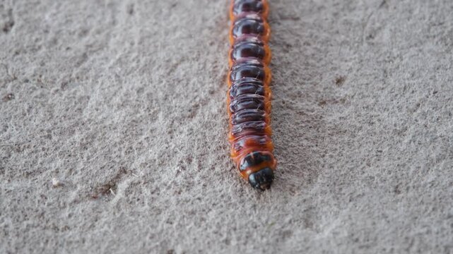 Cossus cossus caterpillar crawling on dry flat surface