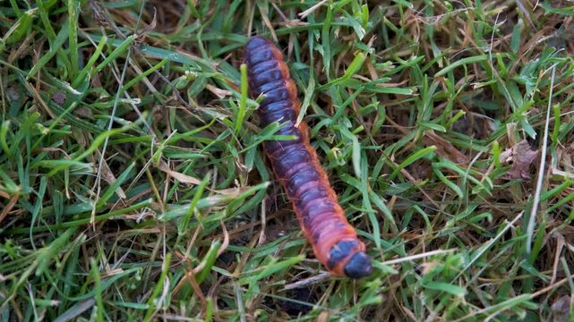 Cossus cossus caterpillar crawling through grass in natural environment